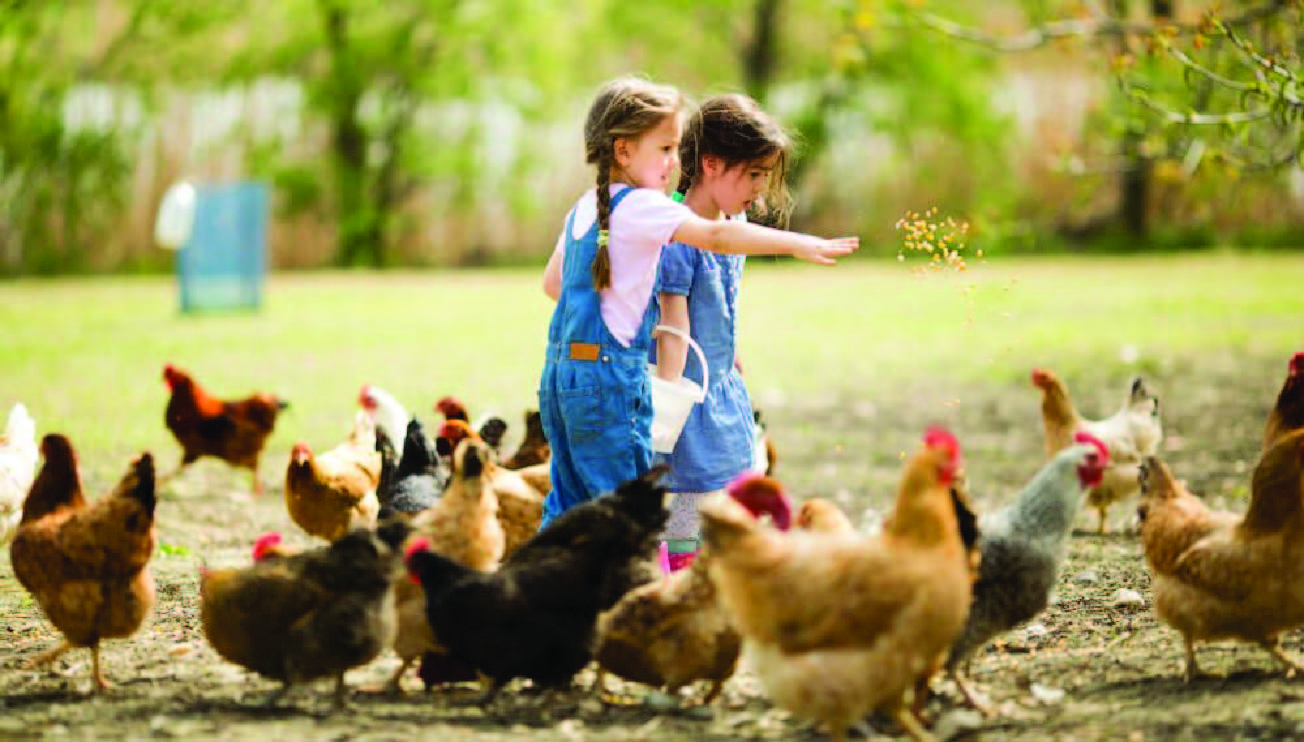 Animal Feed